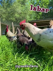 The Isbar is a unique breed that hails from Sweden and is known for its moss green eggs!🇸🇪 These cold hardy birds are thrifty foragers and hens will produce around 150-200 green eggs a year!😱 Now is your chance to grow your backyard flock and add these beautiful birds to your collection! Visit our website to place your orders!🐣 www.greenfirefarms.com #greenfirefarms #farmingdoneright #farmlife #farm #farming #sustainablefarming #sustainability #chickens #poultry #hatchingeggs #homestead #bac