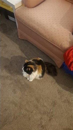 Dis cat is a lifesaver!