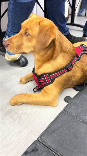 Rocky con sus nuevas prótesis 🐶🧡🐶. #lovedogs #dogs #loveanimals #fyp #protesis