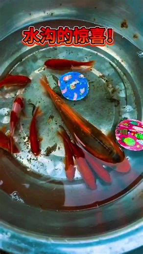 Captivating Ornamental Fish for Small Ponds