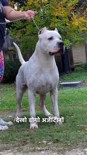 Kangal Vs Dogo Argentino 🥊 | डोगो अर्जेंटीनो और कंगाल की लड़ाई 🐕#shorts #viral #short