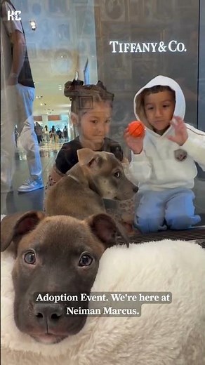 Houston SPCA, Neiman Marcus bring adoptable pets to Galleria