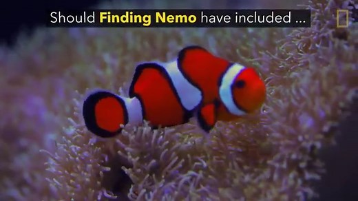 Clownfish Facts