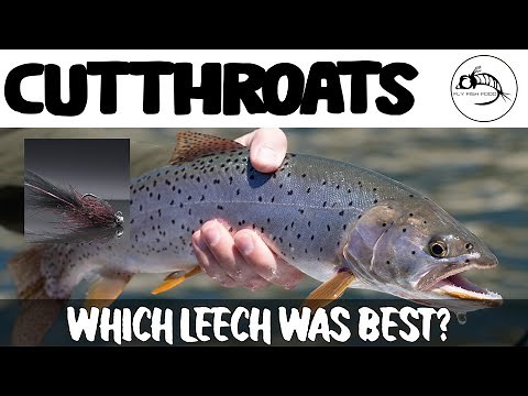 Our Newest FAVORITE Leech Stillwater Fly Pattern in action