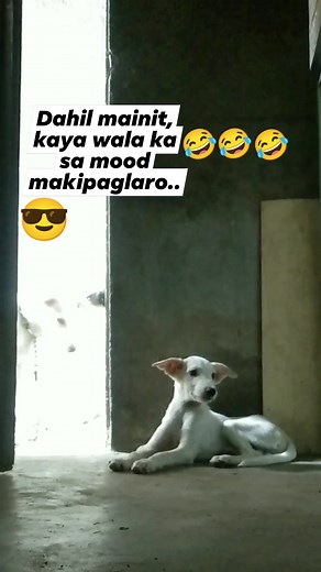 1.9M views · 10K reactions | Ang init-init na nga gusto pang makipaglaro..Ayan wala sa mood makipaglaro. #reelsviralシ #reelsfypシ #dogactor #aspin #smartdog #doglife #funnydog #cutedog #doglover @topfans @followers | VIC DOGS LIFE | Facebook