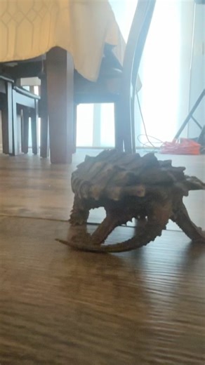 My grumpy pet alligator snapping turtle is SNAPPY!