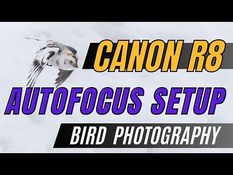 Canon R8 - Autofocus Setup and Button Layout for Bird and Wildlife Photography
