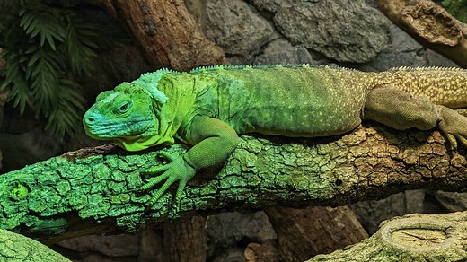 Jamaican Iguana