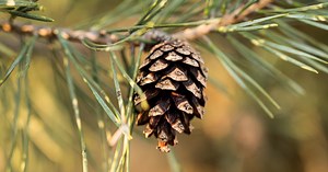 33 Cute Pine Cone Crafts for Kids - Cool Kids Crafts