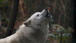 It’s a “howl” yes for #WolfAwarenessWeek! 🐺 At Northwest Trek, we have three gray wolves: Canagan, Darci, and Tala. They’re all siblings! In the wild, they range over forest and tundra in the northern U.S., Alaska, Europe, and Asia. They are an endangered species. The howl? That can bond packs. It helps them reassemble, even if it’s just for play. | Northwest Trek Wildlife Park
