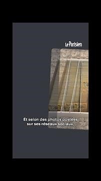 Pokémon : il rafle toutes les cartes « Kabuto » pour faire grimper la cote