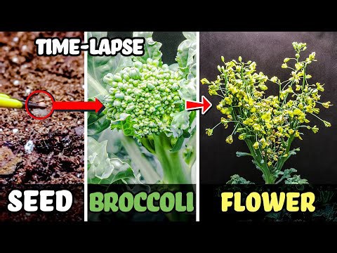 Growing broccoli from seed to flower head (100 days time lapse)