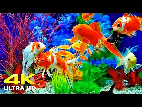 🐠 Aquarium 4K UHD | Relaxing Coral Reef Fish Tank with Soothing Music for Sleep, Study & Meditation