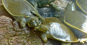 Spiny Softshell Turtle Care Guide - All Turtles