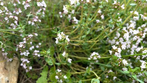 The Power of Thyme: 7 Key Insights into This Versatile Herb
