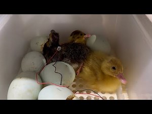 Hatching duck egg into ducklings full video