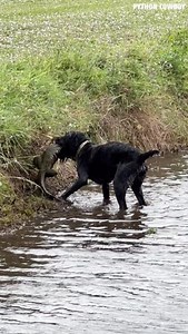 3.4M views · 23K reactions | Another day cleaning up these invasive iguanas... Otto has the dream job! | Python Cowboy Hunts | Facebook