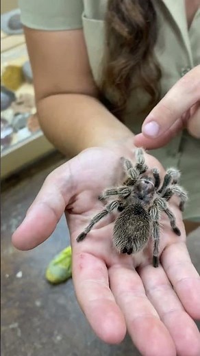 Gorgeous Rose Hair Tarantula! 🥰🕷