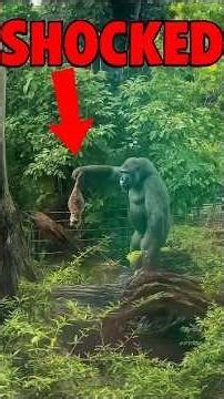 MONKEY THROWS RACCOON 😱 #shorts