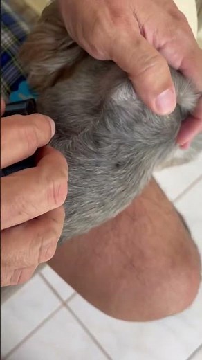 Blackhead and cyst on my dog