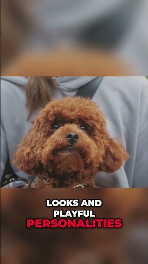 Maltipoo Mania: The Cutest Dog Breed EVER!