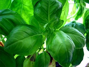 How to Plant, Grow, and Care for Basil