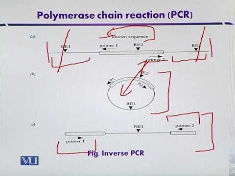 Inverse PCR | Introduction to Biotechnology | BIO5101_Topic091