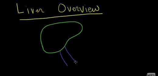 Understanding the ALT AST Blood Test Results - HRF