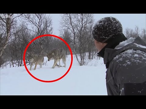 4 Scary Wolf Encounters That Will Make You Feel Uneasy (Part 4)