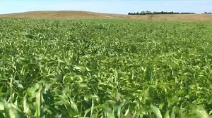 25K views · 487 reactions | Go under cover, and see why more and more farmers are planting cover crops. | U.S. Department of Agriculture | Facebook