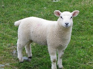 Farm  Animal  Puzzle