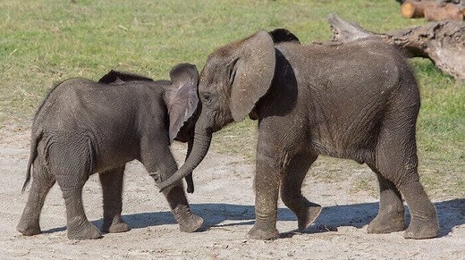 Elephant Names: 300 Best Names for Baby Elephants