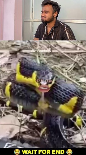 6 ghante hogaye🤣#cutey #monkeyisland #monkeytime #funnyanimalvideos#animal #cuteanimal #cute