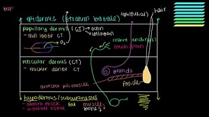 What lies beneath the epidermis? (Dermis and Hypodermis)