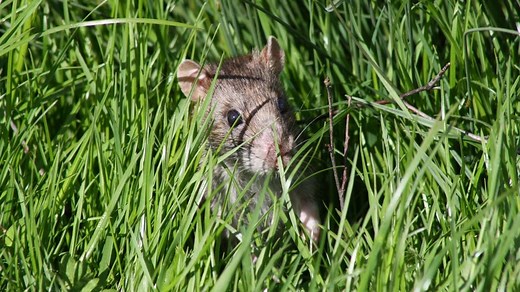 5 Reasons Why You Have Seen A Rat In Your Garden In Daylight - DIY Rodent Control