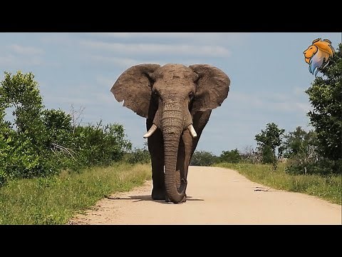 Meeting a Wild Elephant Walking On The Road | Kruger National Park Videos - Epic Wildlife Videos