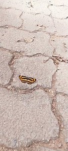 Common Lascar... #trending #nature #butterfly