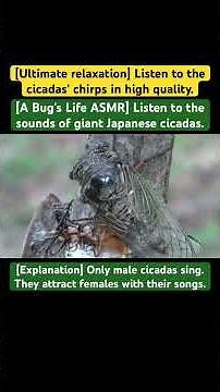 [A Bug's Life ASMR] Listen to the sounds of giant Japanese cicadas.#insects #cicada #japan #sound