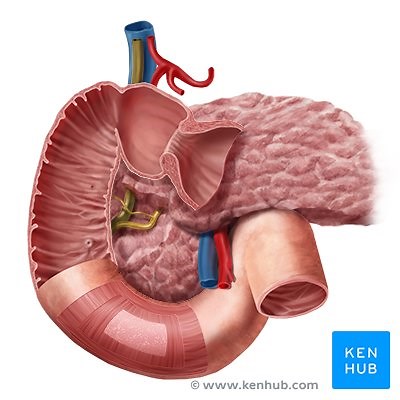 Duodenum