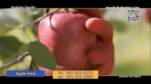 337K views · 2.3K reactions | ชมใบไม้เปลี่ยนสีในญี่ปุ่น เริ่มต้นที่...