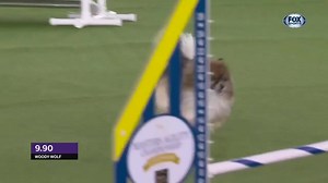 Woody-Wolf gave the big dogs a run for their money! In 2021, this Pomeranian impressed us by conquering the Masters Agility Championship Finals course presented by Purina Pro Plan in 36.14 seconds. 🎥: FOX Sports | Westminster Kennel Club Dog Show
