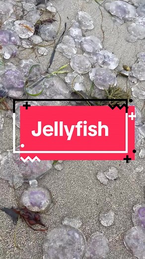 🪼🪼 Thousands of jellyfish washed up in Ballyheigue Beach this evening! #summer #ireland #weather #june #weatheralertsireland #beach #kerry #wildatlanticway #ballyheigue #sea #jellyfish #jellyfishsting #compassjellyfish