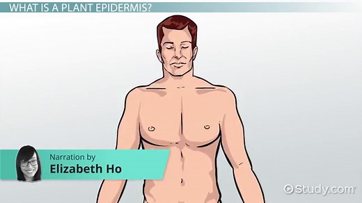 Epidermis in Plants | Structure & Function