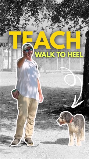 Does your dog actually know how to heel? Most don’t. That’s why walks turn into a pulling match. Heel isn’t about control, it’s about focus. When your dog learns heel, they walk with you instead of against you. It makes daily walks calmer, more structured, and way more fun. This clip is just a teaser! If you want my step-by-step guide on teaching heel and off-leash training, go check out my other videos on my page. That’s where I break it all down for you. 👉 Drop “HEEL” in the comments if you w