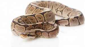 Ball Python Prices 2024: Purchase Cost, Supplies, Food, and More!