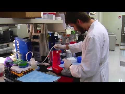 Biomimetics - mimicking designs in the biological world