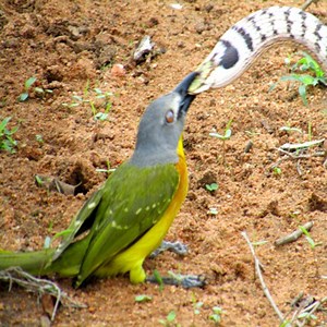 330K views · 1.7K reactions | Birds Attack Snakes - Animals Secret | Animals Secret | Facebook