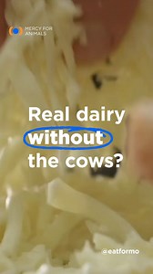 Precision fermentation is a technology that can be used to make real cheese without using animals! Would you try cheese made with precision fermentation? Or would you rather stick with plant-based cheese? Let us know! #NationalCheeseLoversDay #CheeseLover #VeganCheese #PrecisionFermentation #DairyFree #DairyIsScary #Vegan | Mercy For Animals