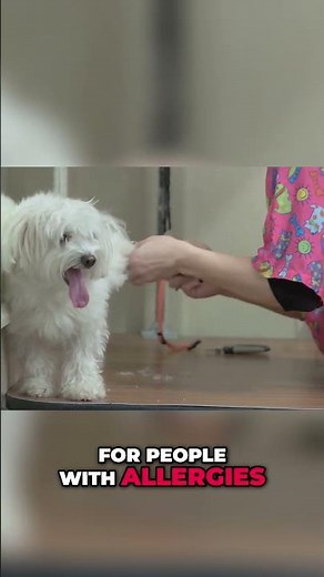 Are Maltipoos the Perfect Dog for You?