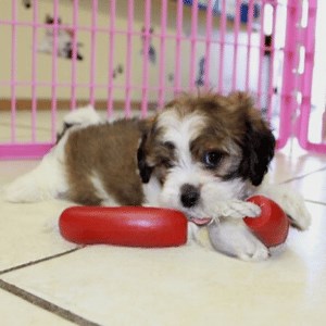 Shichon Puppies Near Me | Available Dogs | Lawrenceville GA
